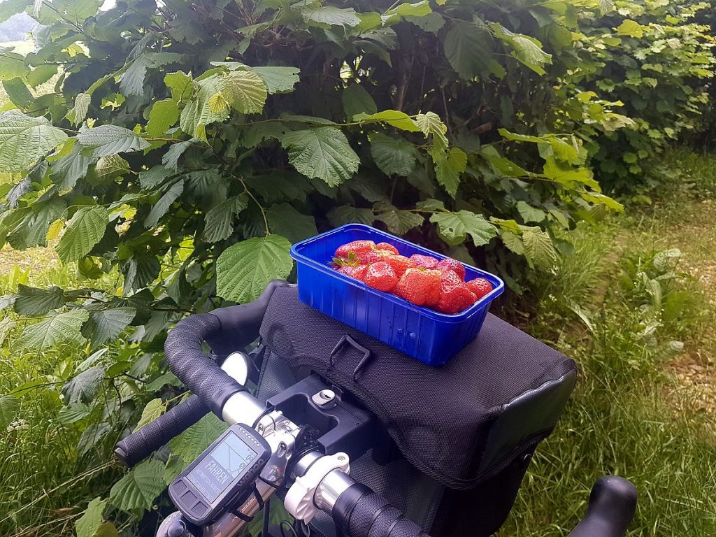 Frische Erdbeeren bei Schloß Elsum