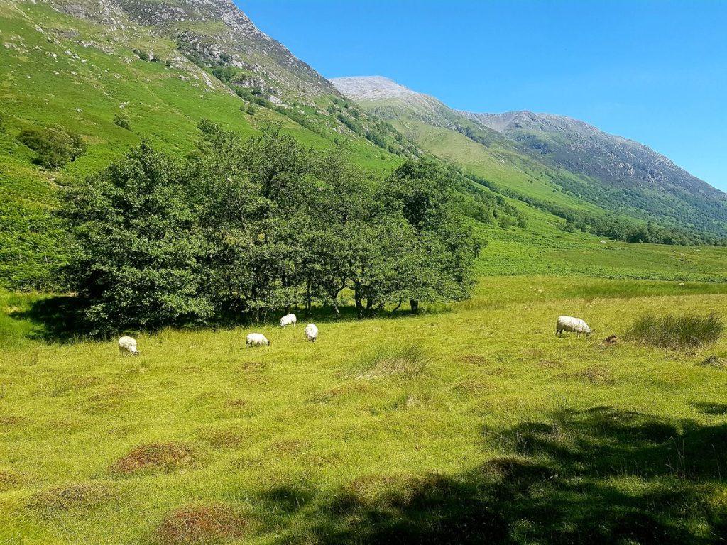 Ben Nevis (vorne, 1345 m) und Càrn Dearg (1020 m)